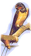 disegno di una rondine