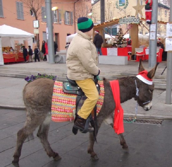 Foto dell'asinello natalizio vicino alla Piazza Diaz