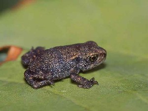 Foto del rospo comune (bufo bufo)