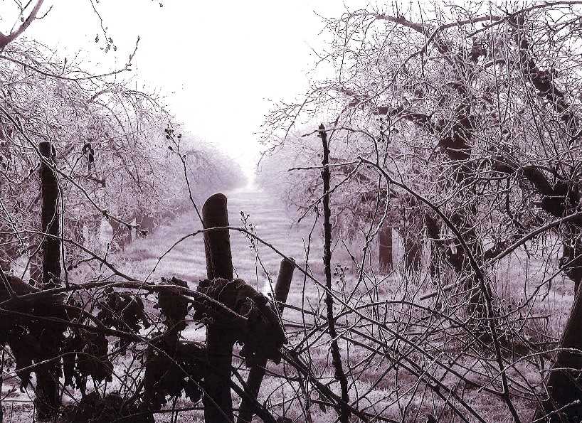 Foto del frutteto di Ceriano in inverno