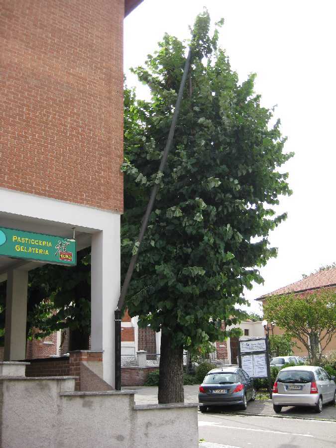 Foto del pluviale pericolante