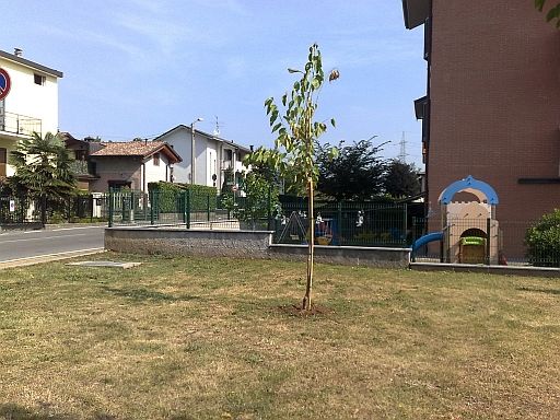 Foto di un gelso appena trapiantato