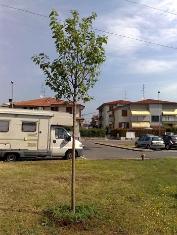 Foto di un gelso appena trapiantato