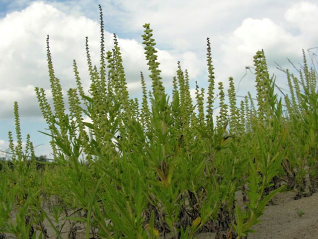 Immagine dell'ambrosia