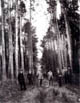 Fotografia pineta di Ceriano Laghetto negli anni trenta